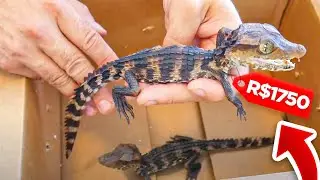 QUERO COMPRAR esse CROCODILO BEBÊ de ESTIMAÇÃO mas NÃO QUEREM DEIXAR...