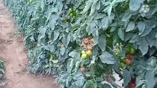 tomate 2 mês de colha caniate