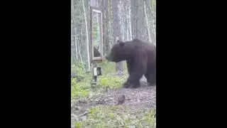 Bear see self in  mirror!