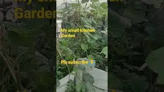 my Terrace kitchen Garden after Rain
