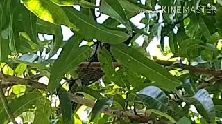 Eudynamys scolopacea  นกกาเหว่าลาย