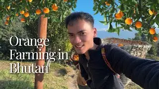 Orange Harvesting in Bhutan 🇧🇹 | How Himalayan Farmers Grow the Sweetest Oranges