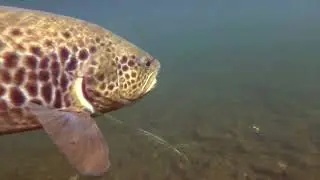 Guide trout fishing Spain