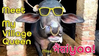 Village Life | Buffalo & Friends | Nature | Gaon ke Goods | Farming | Land @main.kalakar #vlog