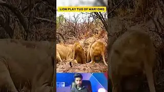 Lions Play Tug of War with Escaping Warthog Captivating Wildlife Moment