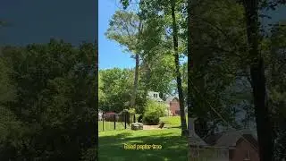 dead tree removal