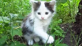 The kitten came out of the pipe after the rain