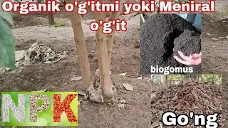 Organik o'g'it kuchilimi yoki Meniral o'g'itlar qay birinibergan maqul....