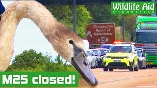 We CLOSED the UK's BUSIEST road to rescue a swan!