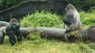 You're too close. (1) #gorilla