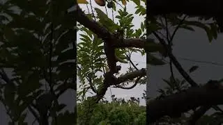 B&aacute;n c&acirc;y na dai gốc to t&aacute;n d&aacute;ng si&ecirc;u đẹp thuần chậu 0977973535