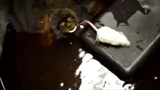 Snapping turtle eats mouse