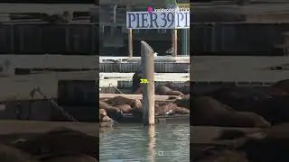 #travel #and #visit #sanfrancisco #usa #california #subscribe #goldengatebridge #pier39 #chinatown