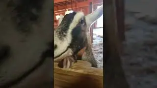 13 days! Until baby goats!