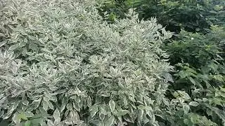 Дерен белый (Cornus alba) 