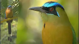 Lesson's Motmot and its Call
