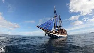 Sea Safari 6