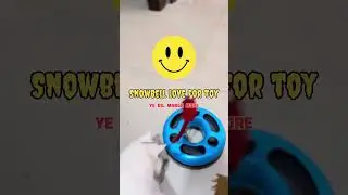 Snowbell cat playing moments 🥰|#cat #cats #catlover #catvideos #trending #new #subscribe #100k