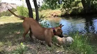 🌸 KONA 🐕 Cattle Dog Pitty Mix -- Colorado
