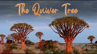 The Quiver Tree