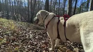 Broad River Trail to Farmers Bottom near Toccoa Georgia