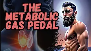 The Metabolic Gas Pedal: How Thryoid Hormone Affects Testosterone