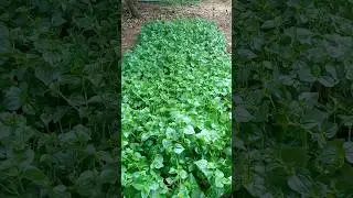 Organic vegetable #shorts