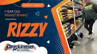1 yr Mix Breed Rizzy ~ Best Mixed Breed Trainers ~ Off Leash K9 Training Phoenix