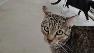 Shelter Cat Garfield Has a Case of the Mondays Every Day [REAL]