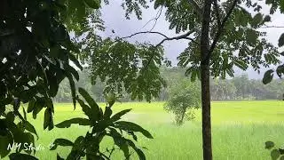 Monsoon Magic in Bangladesh: Nature&rsquo;s Stunning Rainfall Spectacle / Beautiful Bangladesh. 