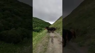 Чёрный Мустанг #vlog #mountains #nature #travel #russia #adventure #shorts #beautiful #horses #top