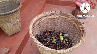 JINGSHISHA SHAPHANG U SOHIONG|| BLACK BERRY|| PRUNUS NEPALENSIS||@DIENGSONG VILLAGE.