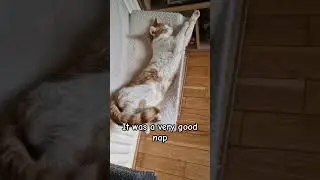 I had so many plans, but... 😴#cutecat #pets #petvideo #cats