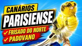 PLANTEL DE CANÁRIOS PARISIENSES, PADOVANOS E FRISADOS DO NORTE