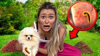 UMA LAGARTA DE FOGO QUASE ATACOU MINHA CACHORRINHA NOVA E O PIOR QUASE ACONTECEU!