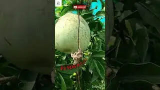 Thai all time wood Apple) (P=9064521417