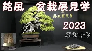ぷらでか  ＜銘風盆栽展＞