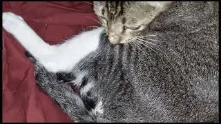 Congret Mesha Gave Birth To 3 Kittens| Selamat Mesha Melahirkan 3 Anak Kucing