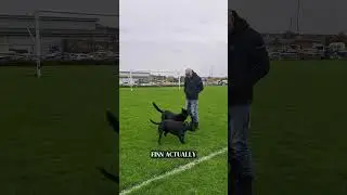 Dog training with Honoris Gundogs in Fife Scotland #dogtrainer #puppy