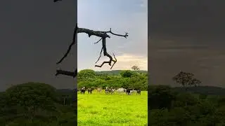 #fazenda #modacaipira #pecuarista #agro #vidanocampo #sitio