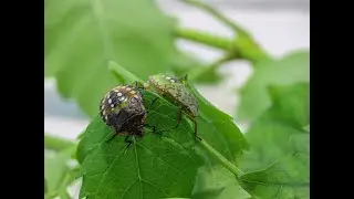 Зелёный клоп (Nezara viridula L.)Green vegetable bug - Nezara viridula