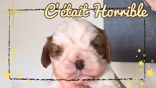 DU RÊVE À LA DURE RÉALITÉ, Elevage …. #cavalierkingcharles #teckel #chihuahua #cheval #elevage 
