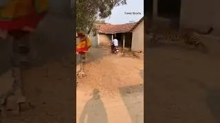 On Camera 🐆 Leopard Suddenly Rushes at Woman on Road! 😱 Real Panic Moment #shorts
