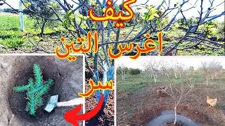حيلة ذكية في غرس التين تجعله يتحمل العطش في الجفاف | FIG TREE TIP