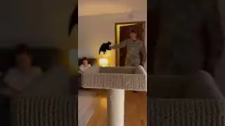 😺 🐈&zwj;⬛ Tuxedo Cat flies from cat tree to epic window perch #catsofinstagram #cats #petlovers