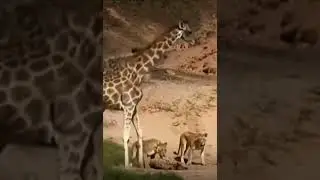 Giraffe saves her baby from lions #enjoy