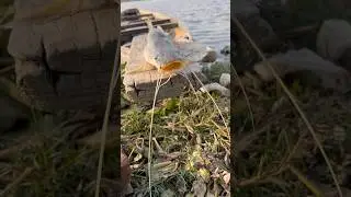 😲OMG! मछुआरे के जाल में आई खतरनाक मछली 😱 पूरा वीडियो देखो! #fishing #fish #ocean #boating #shorts