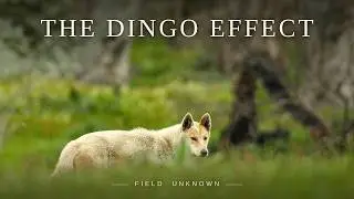 How Dingoes Are Rewilding Australia&mdash;Against All Odds