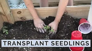 Transplanting Seedlings into Garden | Spring Garden Planting 2021 | Mini Urban Farm