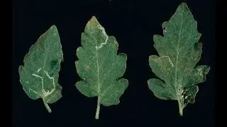 5 DICAS para combater a LARVA MINADORA da sua horta sem usar veneno